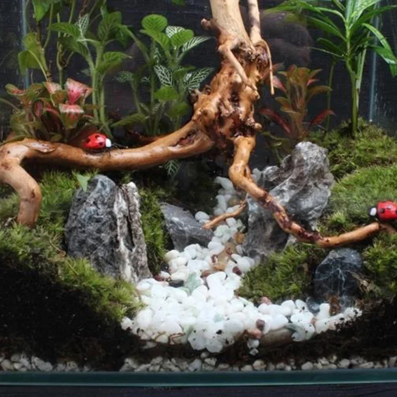 ต้นไม้ธรรมชาติลำต้นไม้ดริฟท์วู - Aquarium Plant Substrate บทวิจารณ์และราคา