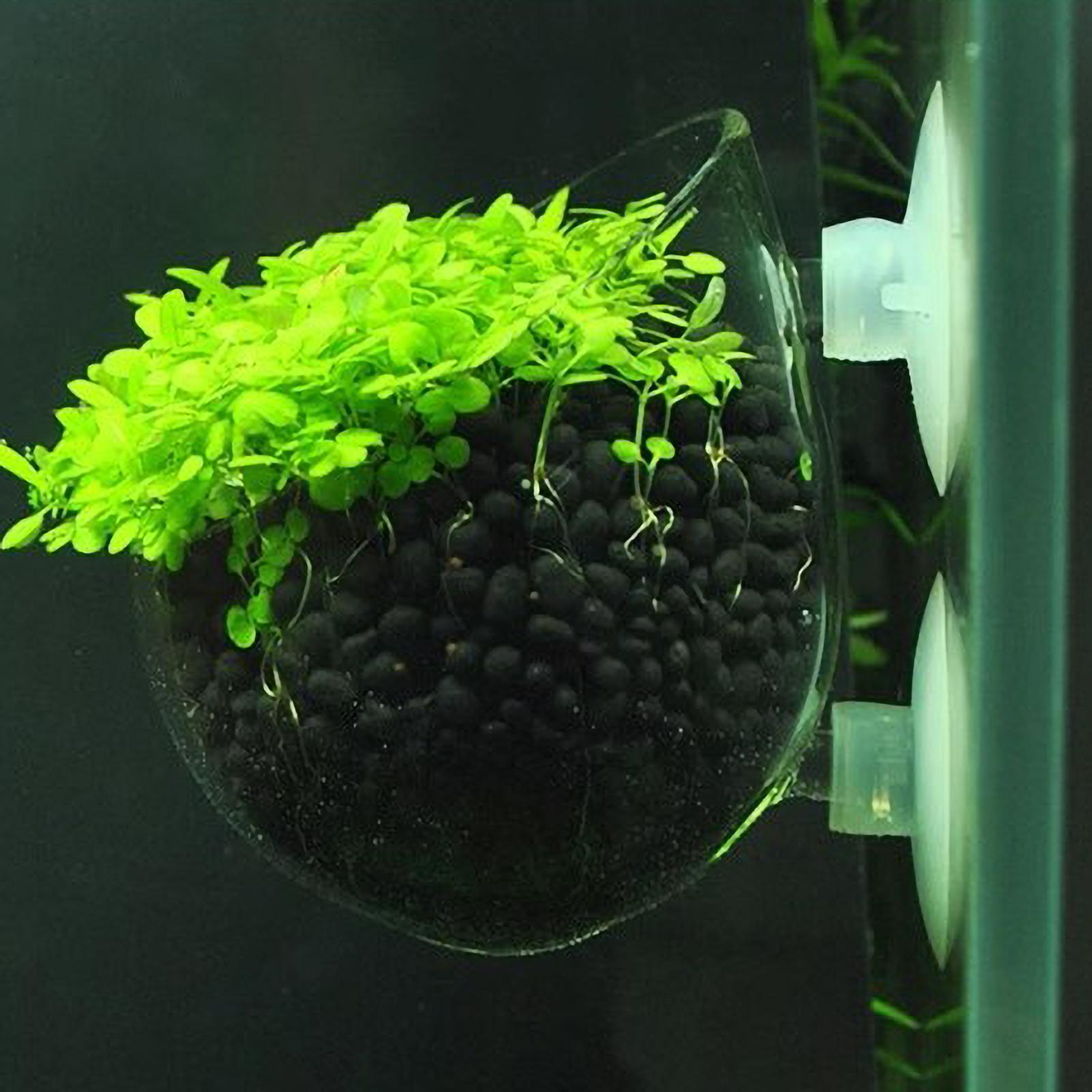 ที่วางต้นไม้ในตู้ปลา กระถางแก้ - Plant Aquarium Pot บทวิจารณ์และราคา