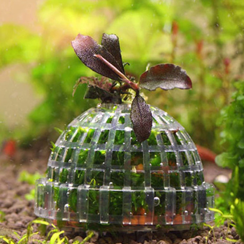 1 ชิ้น อุปกรณ์ตกแต่งตู้ปลา ลูก - Live Plant Aquarium บทวิจารณ์และราคา