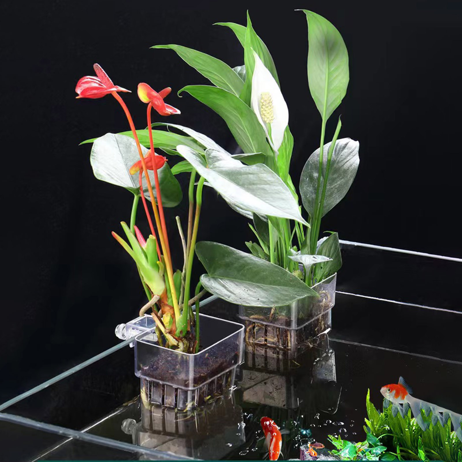 ที่วางต้นไม้อะคริลิกใส ตะกร้าป - Aquarium Plant Holder บทวิจารณ์และราคา