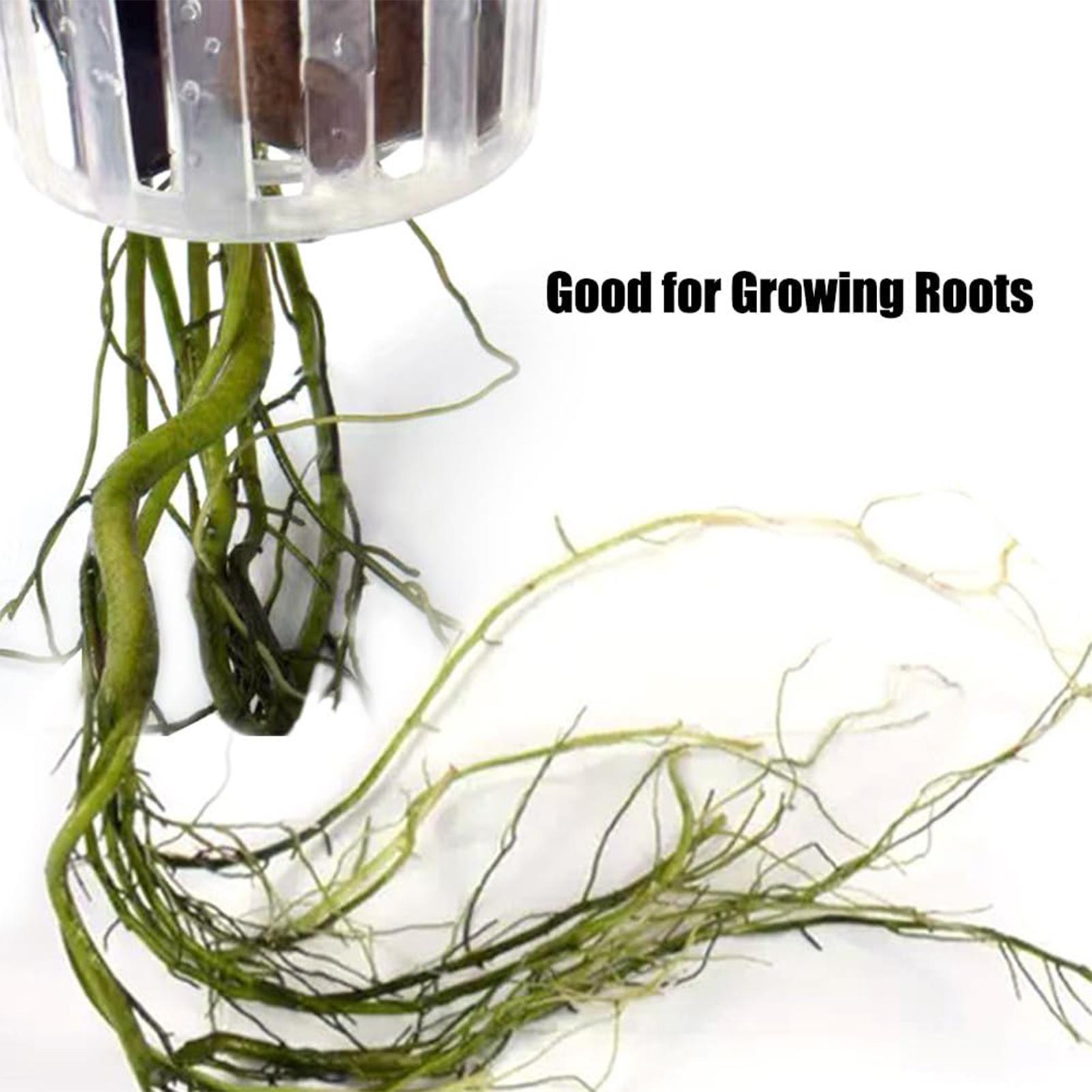 2 ชิ้น ที่แขวนต้นไม้น้ำแบบมีรู - Plant Aquarium Pot บทวิจารณ์และราคา