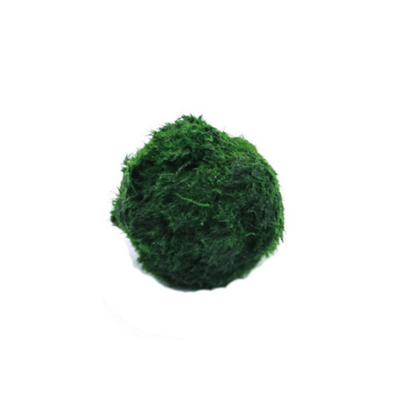 มาริโม่ มอสบอล ต้นไม้ประดับตู้ - Live Plant Aquarium บทวิจารณ์และราคา