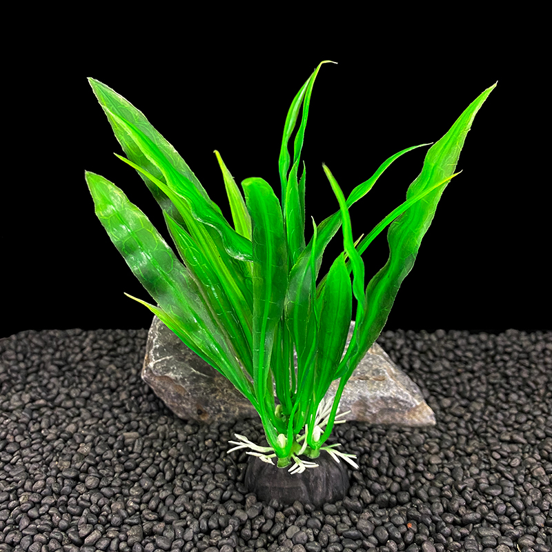 6 ชิ้นแพ็คพืชพิพิธภัณฑ์สัตว์น้ - Aquarium Plants Live บทวิจารณ์และราคา